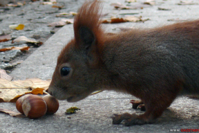 Пухнаты майстар-клас: як вавёркі рыхтуюцца да зімы