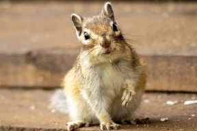 «Бурунбу-рю-бурун». Или в чем прикол бурундуков, что в феврале вылазят из спячки